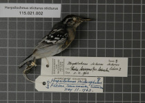 Spot-backed Antwren