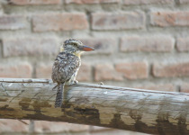 Spot-bellied Puffbird