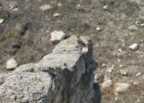 Spot-billed Ground-Tyrant