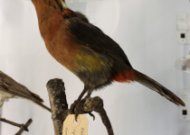 Spot-billed Toucanet