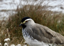 Spot-breasted Lapwing