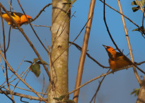 Spot-breasted Oriole