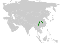 Spot-breasted Parrotbill