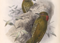 Spot-breasted Piculet