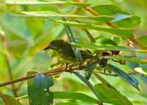 Spot-breasted Pied Woodpecker