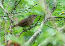 Spot-breasted Thornbird