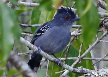 Spot-crowned Antvireo