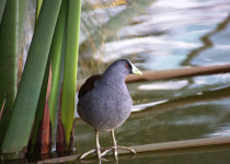 Spot-flanked Gallinule