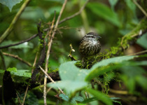 Spot-necked Babbler