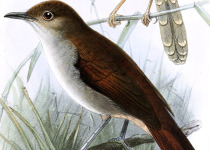 Spot-throated babbler