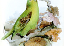 Spot-winged Parrotlet