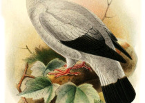 Spot-winged Pigeon