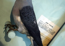 Spot-winged Pigeon