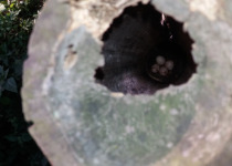 Spot-winged Starling