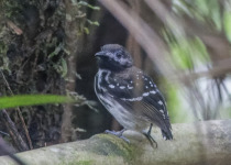 Spotted Antbird