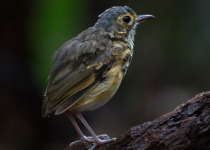Spotted Antpitta