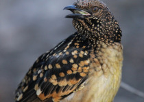 Spotted Bowerbird