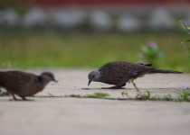 Spotted Dove