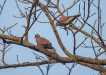 Spotted Dove