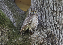 Spotted Eagle-Owl