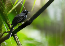 Spotted Fantail