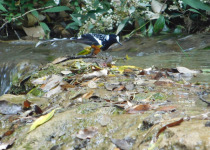 Spotted Forktail