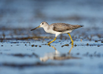 Spotted Greenshank