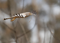 Spotted Harrier