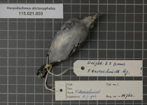 Spotted-headed Antbird