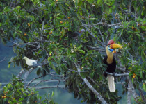 Spotted Imperial Pigeon
