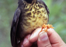 Spotted Nightingale-Thrush