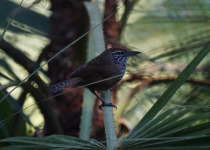 Spotted Nightingale-Thrush