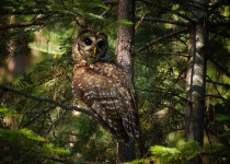 Spotted Owl