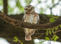 Spotted Owlet