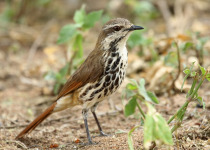 Spotted Palm Thrush