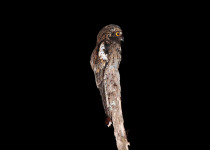 Spotted Potoo
