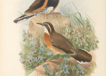 Spotted Quail-thrush