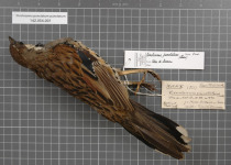 Spotted Quail-thrush