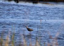 Spotted Redshank