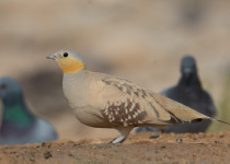 Spotted Sandgrouse