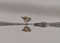 Spotted Sandpiper