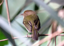 Spotted Tody-Flycatcher