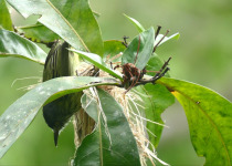 Spotted Tody-Flycatcher
