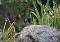 Spotted Towhee