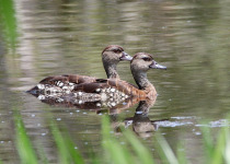 Spotted Whistling Duck