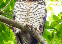 Spotted Wood Owl