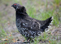 Spruce Grouse