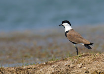 Spur-winged Lapwing