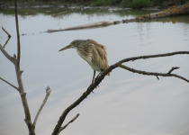 Squacco Heron