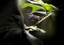 Squamate Antbird